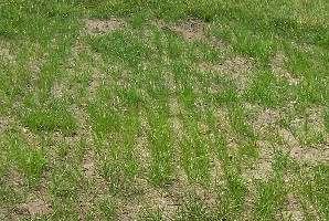Gras in doelgebied op 16 juli 2005